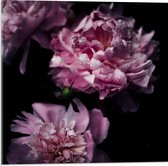 Acrylglas - Roze Bloemen met Zwarte Achtergrond - 50x50cm Foto op Acrylglas (Wanddecoratie op Acrylglas)