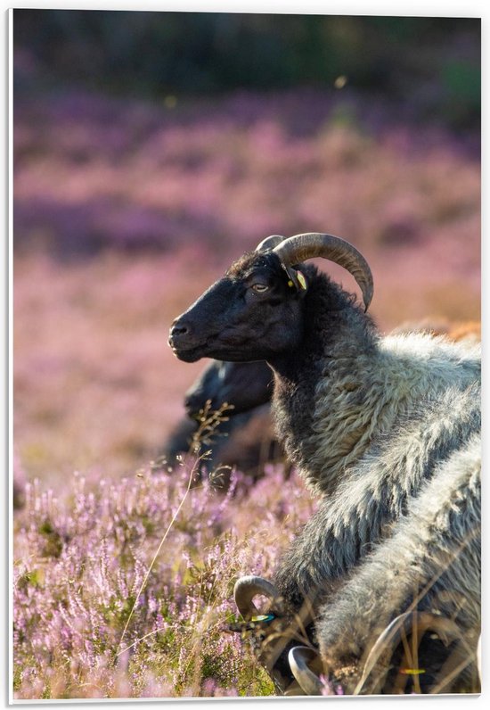 Forex - Schaap in Paars Veld  - 40x60cm Foto op Forex