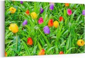Schilderij - kleurrijke tulpen — 100x70 cm