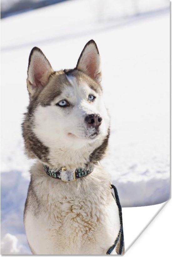 Bol Com Siberische Husky In De Sneeuw Poster Papier 60x90 Cm Foto Print Op Poster