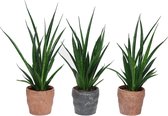 Mix Sansevieria in Durban keramiek (SKF12.MKDB)