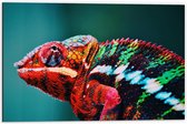 Dibond - Roodkleurige Kameleon  - 60x40cm Foto op Aluminium (Met Ophangsysteem)