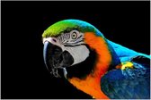 Close up van een kleurrijke ara op zwarte achtergrond – 100x70 cm – wanddecoratie – dieren - vogels