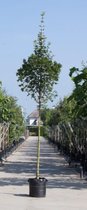 Spaanse aak Acer campestre Huibers Elegant h 350 cm st. omtrek 12 cm