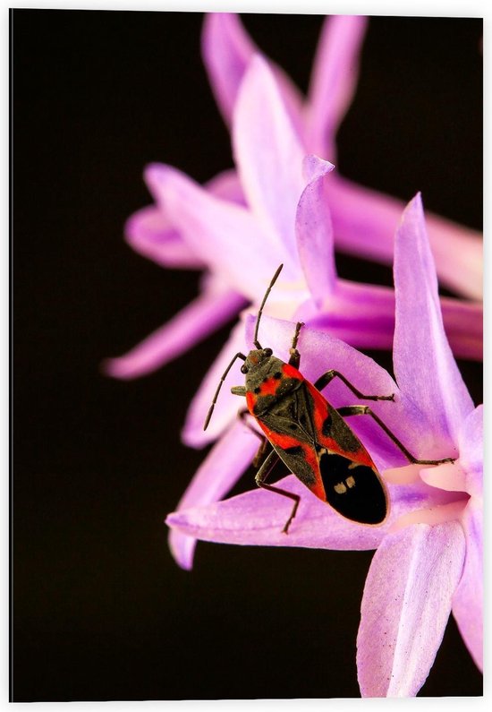 Dibond - Zwart met Rode Vlinder op een Roze Bloem - 40x60cm Foto op Aluminium (Met Ophangsysteem)