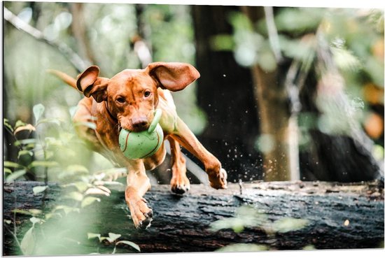 Dibond - Springende Hond over Boomstam met Speeltje - 90x60cm Foto op Aluminium (Met Ophangsysteem)