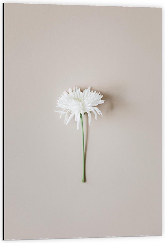 Dibond - Witte Bloem  - 60x90cm Foto op Aluminium (Met Ophangsysteem)