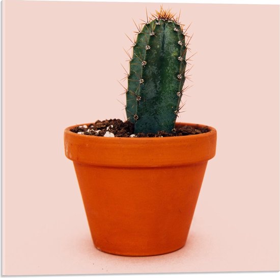 Acrylglas - Cactusplant met Roze Achtergrond - 50x50cm Foto op Acrylglas (Wanddecoratie op Acrylglas)