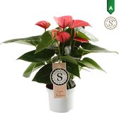 Hellogreen Kamerplant - Anthurium Pink Champion - 30 cm