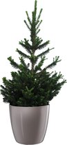 Hellogreen Kleine Mini Kerstboom - Picea Abies - 50 cm - Elho Brussels Diamond grijs