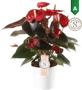 Hellogreen Kamerplant - Anthurium Coral Champion - 50 cm