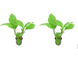 Levende aquariumplant - ANUBIAS HETEROPHYLLA - 5CM POT - per 2 stuks