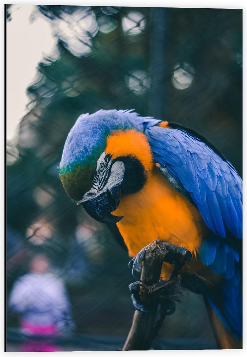 Dibond - Mooie Blauw met Gele Papagaai op Stokje - 40x60cm Foto op Aluminium (Met Ophangsysteem)