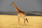 Tuinposter| Giraffe In Een Droog Gebied 120cm X 80cm – Tuinposter Voor Buiten / Buitencanvas/ Spandoek / Tuinschilderij (tuindecoratie) / Dieren / Giraffe + Ringen Om De 50cm