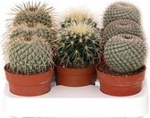 Cactus bol mix 12cm↑ Ø8,5cm – 3 stuks