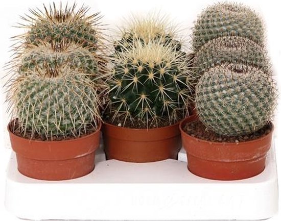 Onophoudelijk Vertrouwelijk Vader Cactus bol mix 12cm↑ Ø8,5cm – 3 stuks | bol.com