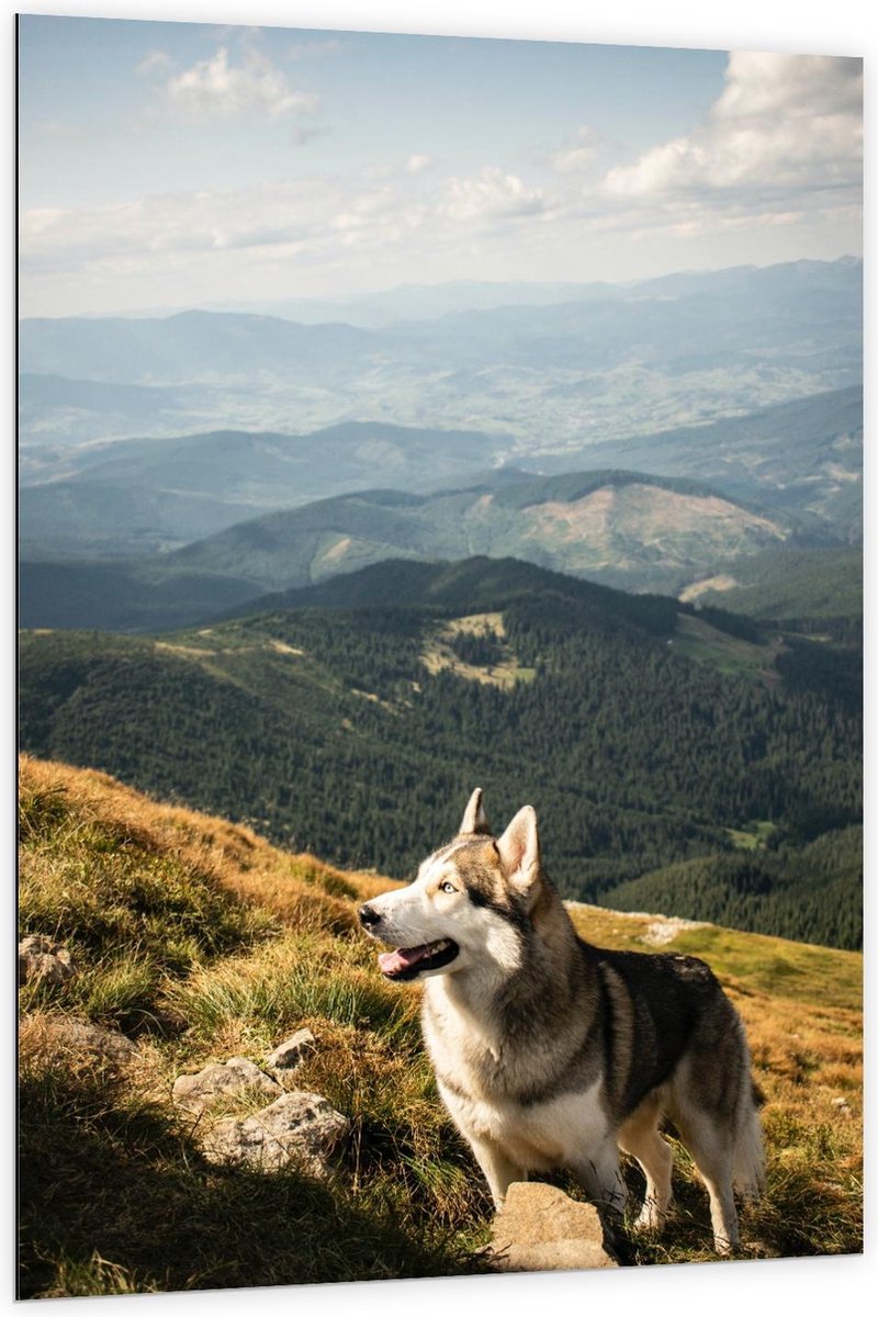 Dibond - Husky op hoge Berg - 100x150cm Foto op Aluminium (Wanddecoratie van metaal)