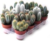 Cactus zuil mix 13cm↑ Ø8,5cm – 3 stuks