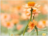 Poster – Oranje Bloem in Wazig bloemenveld - 40x30cm Foto op Posterpapier