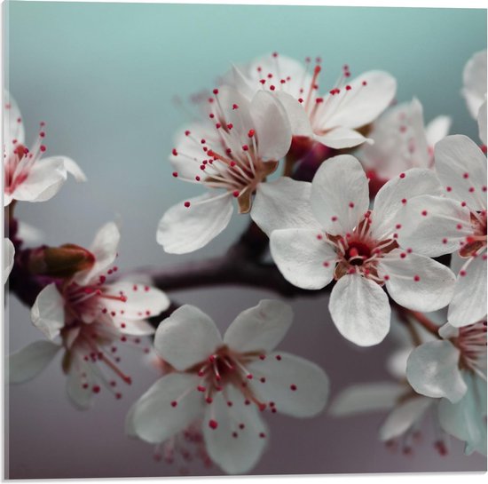 Acrylglas - Witte Bloemen op Spiegelglas - 50x50cm Foto op Acrylglas (Met Ophangsysteem)