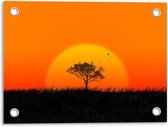 Tuinposter – Zonsondergang met Boom - 40x30cm Foto op Tuinposter  (wanddecoratie voor buiten en binnen)