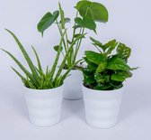 WL Plants - Set van 3 - Kamerplanten - Aloe Vera, Monstera & Coffea Arabica - Monstera - Koffieplant - Kamerplanten - Luchtzuiverende Kamerplanten - In Witte Pot - ± 35cm hoog