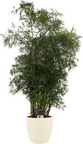 Kamerplant van Botanicly – Aralia incl. crème kleurig sierpot als set – Hoogte: 95 cm – Polyscias Balfouriana