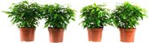 Ficus Green Kinky - set van 4 stuks