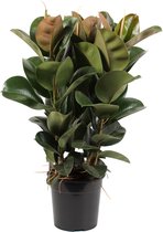 Ficus Elastica (Rubberboom) - kamerplant - in kwekerspot