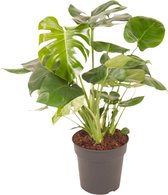 Monstera Deliciosa Struik - kamerplant - Gatenplant - met sierpot