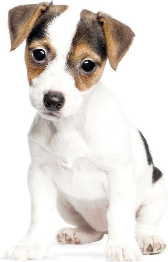 KEK Amsterdam Muursticker Jack Russel Puppy