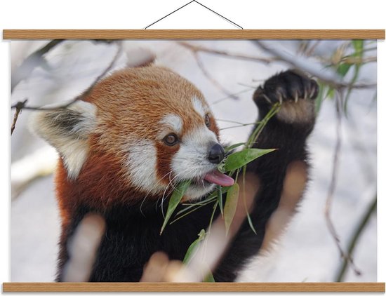 Schoolplaat – Etende Rode Panda - 90x60cm Foto op Textielposter (Wanddecoratie op Schoolplaat)