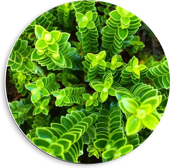 Forex Wandcirkel - Bovenaanzicht Planten - Foto op Wandcirkel (met ophangsysteem)