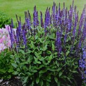 100 x Salvia nemorosa 'Caradonna' - Salie in 9x9cm pot met hoogte 5-10cm