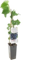 Blauwe druif - Vitis 'Boskoop Glorie' - hoogte 60 cm - potmaat Ø11cm