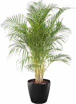 Areca Lutescens in watergevende classico antraciet | Goudpalm