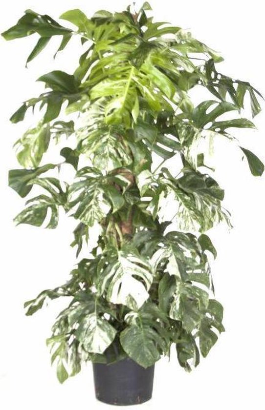 Bol Com Monstera Deliciosa Bont Variegatum Xl