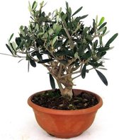 Olea Europaea mini bonsai | Olijfboom