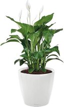 Spathiphyllum in watergevende Classico wit | Lepelplant