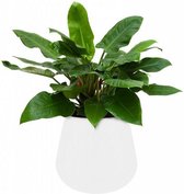 Philodendron Imperial Green in Pure Cone wit | Philodendron