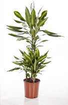 Dracaena Cintho 2-stam | Drakenbloedboom