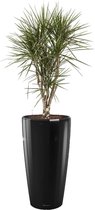 Dracaena Marginata vertakt in watergevende Rondo rood | Drakenbloedboom