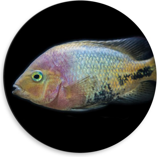 Dibond Wandcirkel - Pastelgekleurde Vis op Zwarte Achtergrond - 50x50cm Foto op Aluminium Wandcirkel (met ophangsysteem)