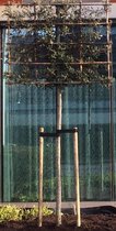 Lei-steeneik - Quercus Ilex | Omtrek: 10-14 cm | Hoogte: 340 cm