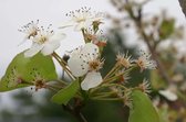 Leisierpeer - Pyrus calleryana Chanticleer | Omtrek: 10-14 cm | Hoogte 340 cm