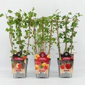 Bijzondere Fruitplanten Mix - Trio Bes, DUO Braam en DUO Framboos - op rek - Hoogte 60 / 70 cm