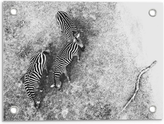 Tuinposter – Groep Zebra's (zwart/wit) - 40x30cm Foto op Tuinposter  (wanddecoratie voor buiten en binnen)