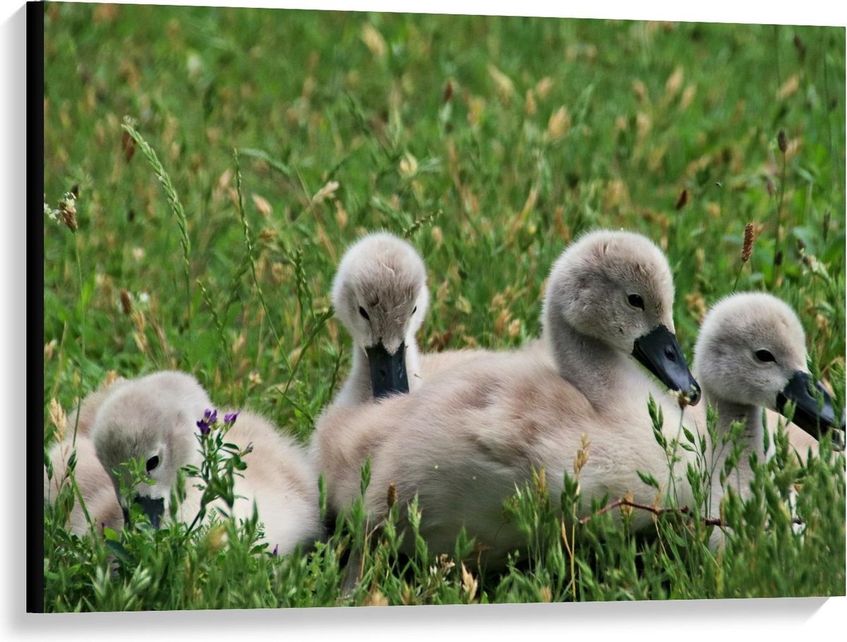 Canvas - Baby Eendjes in het Gras - 100x75cm Foto op Canvas Schilderij (Wanddecoratie op Canvas)