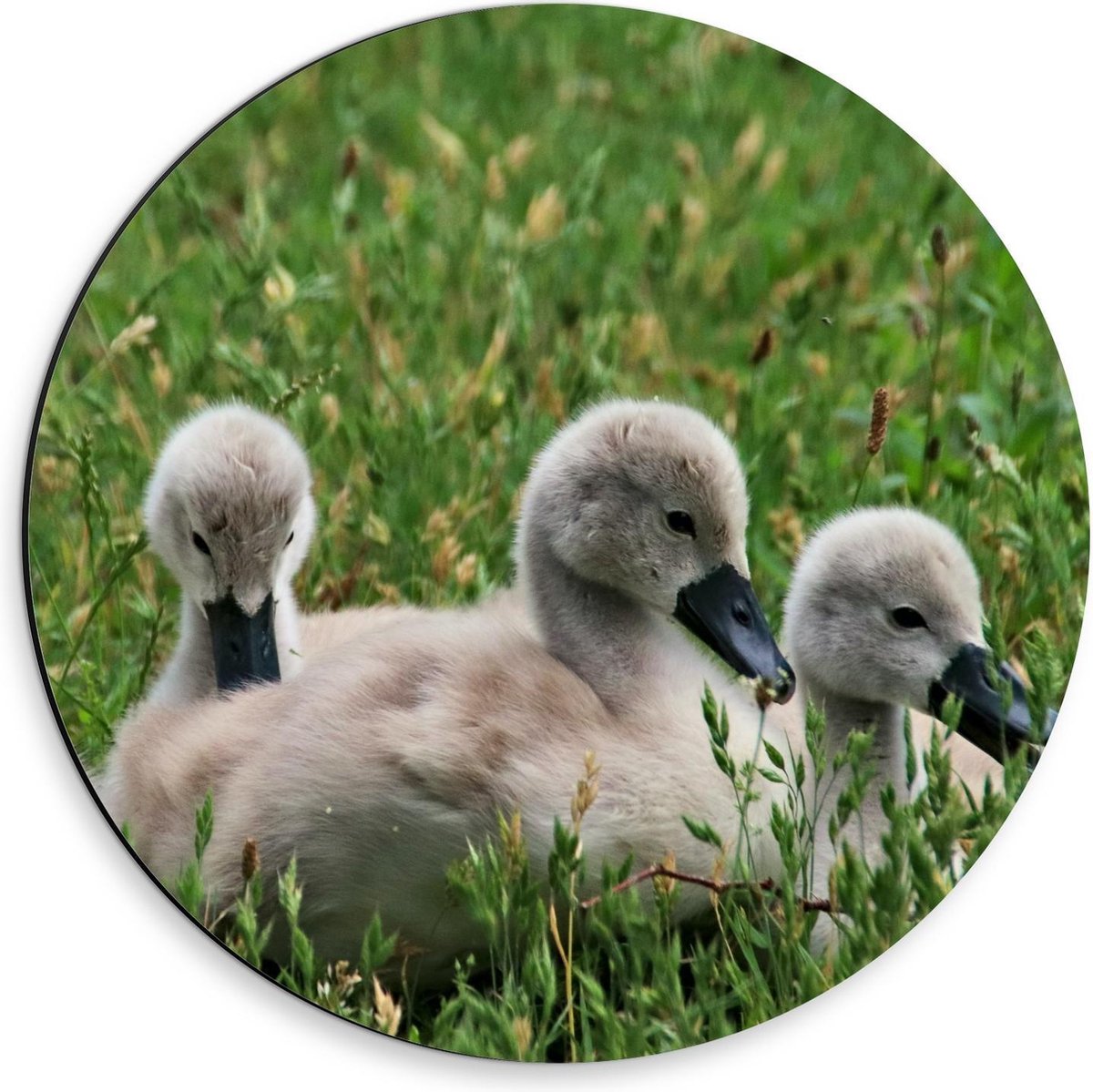 Dibond Wandcirkel - Baby Eendjes in het Gras - 30x30cm Foto op Aluminium Wandcirkel (met ophangsysteem)