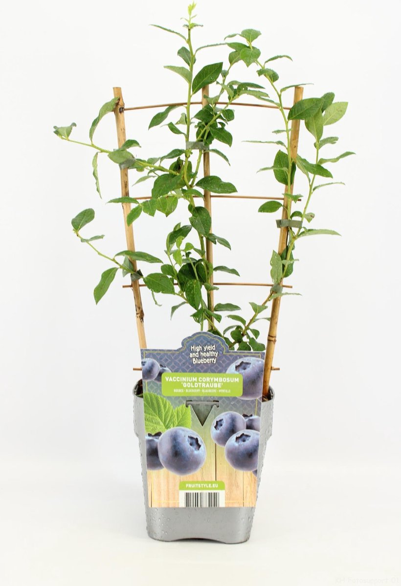 Fruitplant - Vaccinium corymbosum 'Goldtraube' - Blauwe Bosbes - op rek - Hoogte 60 / 70 Cm